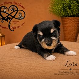 Leira AKC - Black and silver female Miniature Schnauzer puppy in Pelzer, South Carolina from Schnauzer Heaven Von Longbach