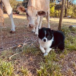 Miniature Australian Shepherd Puppies from Peace Creek Aussies