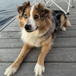 Sophie - Miniature Australian Shepherd
