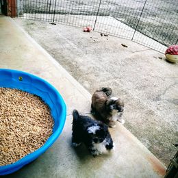 Dalmatian and Shih Tzu Puppies from Mountain Pass Barn