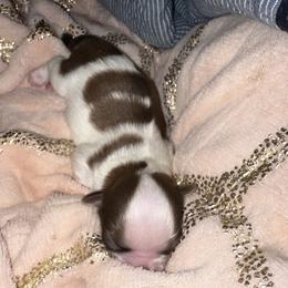 Shih Tzu Puppies from Wood Foo Breeders