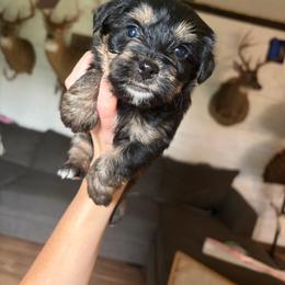 Traditional Boy 3 - Black and tan male Yorkshire Terrier puppy in Gilbertown, Alabama from Sasha's Yorkie Babes