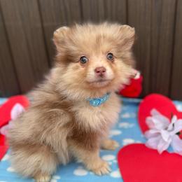 Nakoa - Cream male Companion Cross puppy in Willow Spring, North Carolina from GTBBF Pomeranians