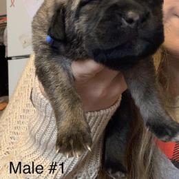 Male 1 - Fawn male Anatolian Shepherd Dog puppy in Daggett, Michigan from T&S Anatolians