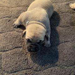 Grey - Boerboel puppy in Chico, California from Rivers Edge Boerboels