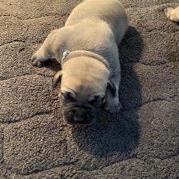Grey - Boerboel puppy in Chico, California from Rivers Edge Boerboels