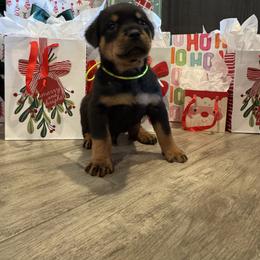 Rottweiler Puppies from Von MK Rottweilers