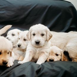Golden Retrievers from Turissini Family Goldens