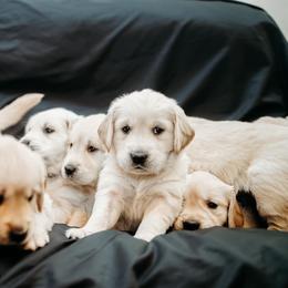 Golden Retrievers from Turissini Family Goldens