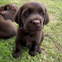 Girl 3 - Chocolate Labrador Retriever puppy in Hutto, Texas from Texas Bluebonnet Labs