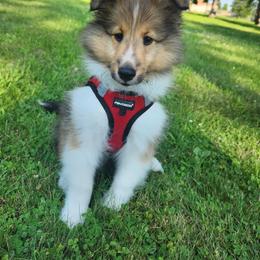 Shetland Sheepdog Puppies from Triple S Shelties