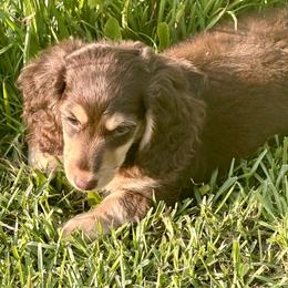 Paris - Chocolate and cream female Dachshund puppy in Call, Texas from Dachshund D’Amore