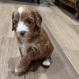 Mahina - Caramel female Australian Labradoodle puppy in Alamo, Texas from QuiSal Labradoodles