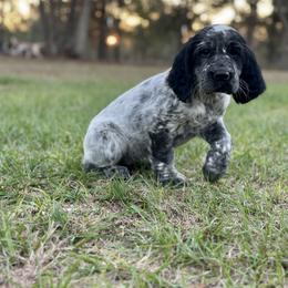 English Springer Spaniel Puppies from Willow Creek Farms