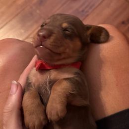 Shawn - Chocolate female Dachshund puppy in Fort Worth, Texas from Louis' Litters