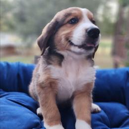 Sweet Pup's E Boy - Brown and white male Bernedoodle puppy in North Zulch, Texas from Sweet Pup Schnauzers