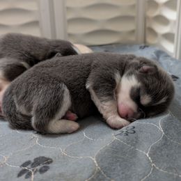 Pup 6 Blue female - Blue female Pomsky puppy in Hurleyville, New York from My Crazy Pomskys