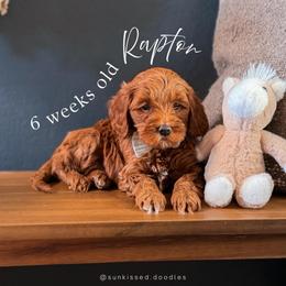 Raptor - Red  male Goldendoodle puppy in Garden Grove, California from Sunkissed Doodles