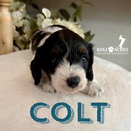 Colt - AKC - Silky - Black and tan male Dachshund puppy in Kemp, Texas from Koli Acres