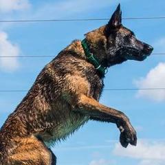 Belgian Malinois and German Shepherds from Debby Sundstrom