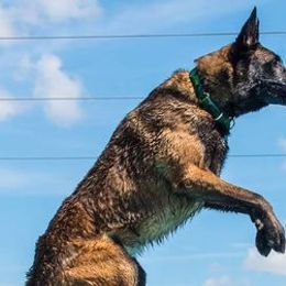 Belgian Malinois and German Shepherds from Debby Sundstrom
