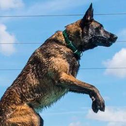 Belgian Malinois and German Shepherds from Debby Sundstrom