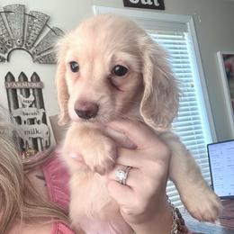 Buddy - Cream male Dachshund puppy in Cypress, Texas from Cypress Dachshunds