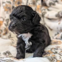 Darling - Black & white female Maltipoo puppy in Boston, Kentucky from MountCarmelPuppies