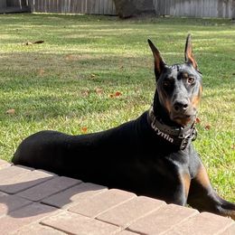 Doberman Pinscher puppies from Tx Pups