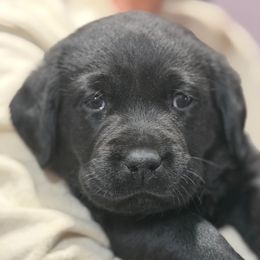 Lilac - Black female Labrador Retriever puppy in Manheim, Pennsylvania from Monarch Labradors