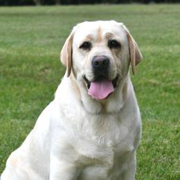 Lemonade - Labrador Retriever