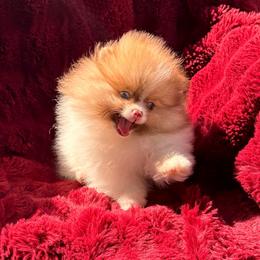 Junior - Chocolate parti male Pomeranian puppy in Waterloo, Indiana from Garcias Pomeranian