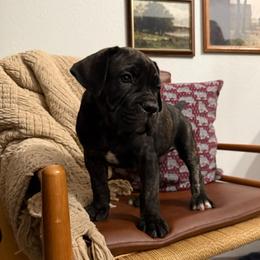 Onyx - Black brindle male Cane Corso puppy in Utah from 3Lake Kennelz