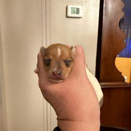 Pup B - White and tan male Toy Fox Terrier puppy in Clermont, Florida from Debbie Hiles's Toy Fox Terriers