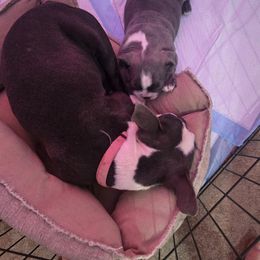 Boston Terrier Puppies from Aronow pups