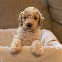 Scout - Parti male Goldendoodle puppy in Fayetteville, Arkansas from Mountain Grove Doodles