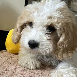 Cavachons from Blount pups