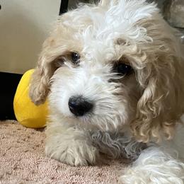 Cavachons from Blount pups