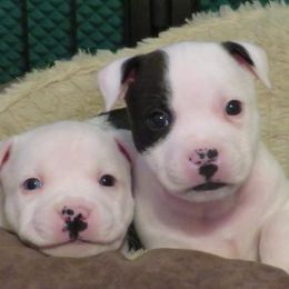 Staffordshire Bull Terriers from Moonstruck Staffords