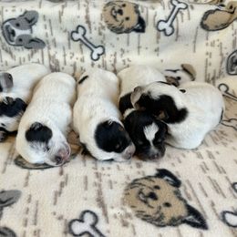 Australian Cattle Dog puppies from Tompkins Farm