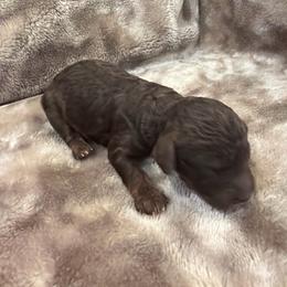 Brown boy - Phantom male Poodle puppy in Oneida, Tennessee from Pippa’s Place Poodles