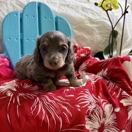 Blue Boy - Blue and cream male Dachshund puppy in Centralia, Washington from FairyTail Dachshunds
