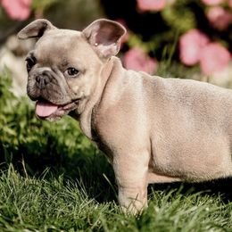 French Bulldog All Grown Up from Ross Family Frenchies