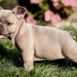 French Bulldog All Grown Up from Ross Family Frenchies