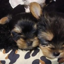 Yorkshire Terriers from Yorkies by the Dozen