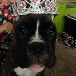 Boxer Puppies from Vintage Boxers