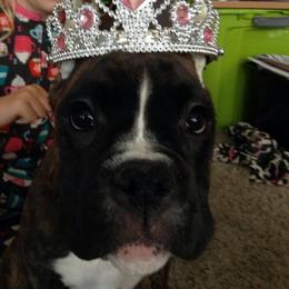 Boxer Puppies from Vintage Boxers