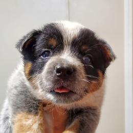 Full mask F - Blue speckled female Australian Cattle Dog puppy in Lenoir, North Carolina from Blue Coyote Ranch