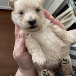 Girl 2 - Wheaten female Scottish Terrier puppy in Fenton, Michigan from Carnes Croft Scotties