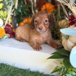 Dash - Red male Dachshund puppy in Wills Point, Texas from Duck Creek Farm